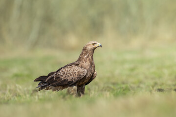 Birds of prey - hunting Lesser Spotted Eagle Aquila pomarina spring time on meadow Poland Europe