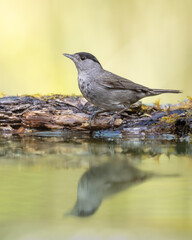 Bird - male Blackcap Sylvia atricapilla spring time in forest waterhole, bird batching and drinking water Poland Europe	