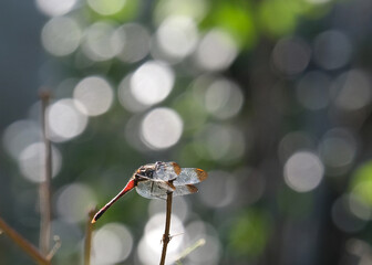 静かな庭に止まる蜻蛉