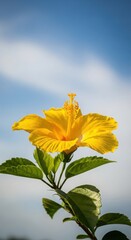 Vibrant yellow hibiscus flower blooming against a soft blue sky with gentle clouds