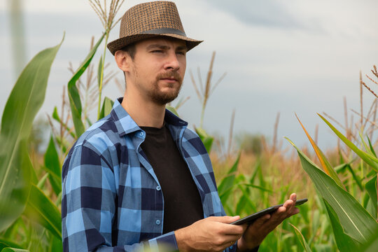 Farmer check the growth of the corn plants and compare it with the crop data in the tablet.