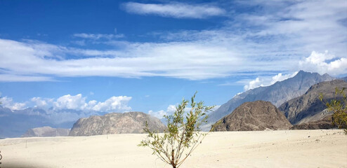 desert tree on Himalayan mountains 