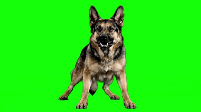 A vicious dog.