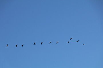 Formation of migrating cranes flying across a clear blue sky, symbolizing unity and freedom
