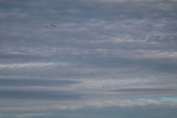 Silhouettes of migrating cranes flying in V formation under a cloudy sky