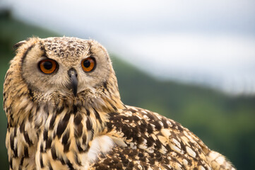 Portrait eines Uhus, Bubu bubu