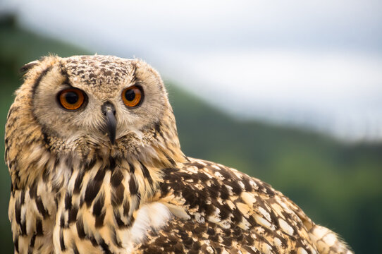Portrait eines Uhus, Bubu bubu