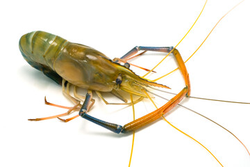 Fresh river prawns isolated on white background. Big freshwater prawns. River prawns for cooking.