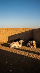 Calves rest in walled pen bathed in warm light, clear sky above