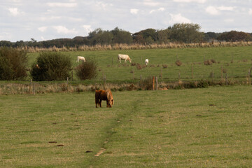 Cows resting on a sunny meadow, surrounded by dry grass and warm light. Peaceful countryside scene symbolizing rural life and agriculture.