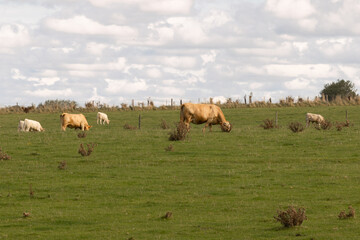 Cows resting on a sunny meadow, surrounded by dry grass and warm light. Peaceful countryside scene symbolizing rural life and agriculture.