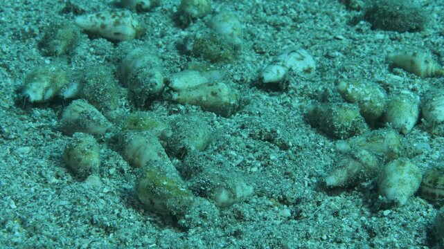 conomurex persicus group underwater moving sea snail