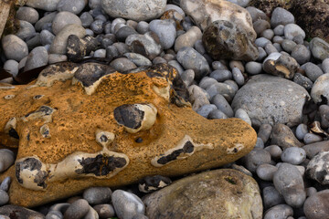 Close-up of smooth pebbles and a large weathered rock on a stony beach. Natural coastal texture highlighting geology and the beauty of seaside details.