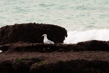 Seagull resting on coastal rocks by the sea with gentle waves in the background. Peaceful marine scene capturing wildlife and the beauty of the shoreline.