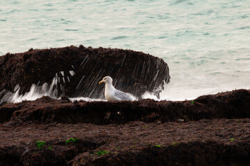 Seagull resting on coastal rocks by the sea with gentle waves in the background. Peaceful marine scene capturing wildlife and the beauty of the shoreline.