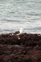 Seagull resting on coastal rocks by the sea with gentle waves in the background. Peaceful marine scene capturing wildlife and the beauty of the shoreline.
