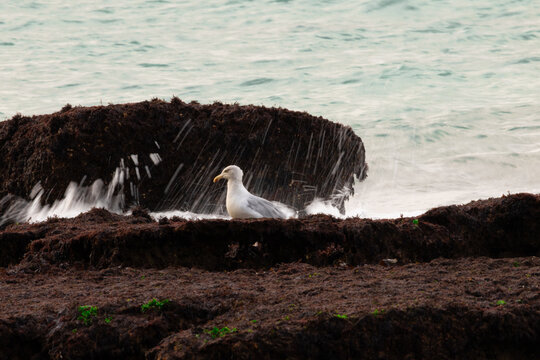 Seagull resting on coastal rocks by the sea with gentle waves in the background. Peaceful marine scene capturing wildlife and the beauty of the shoreline.
