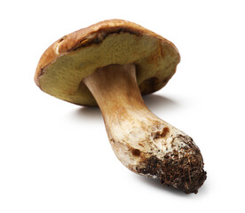 One fresh porcini mushroom isolated on white