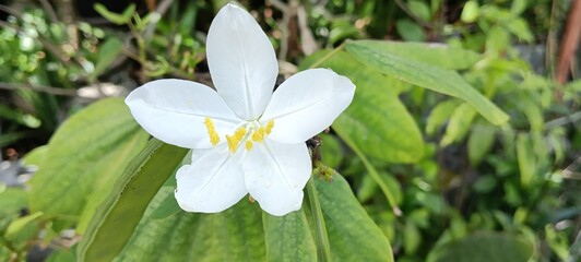 flower of Bauhinia acuminata.Common names include dwarf white bauhinia, white orchid-tree and snowy orchid-tree.green textured leaves in natural sunlight, symbolizing purity and tropical beauty