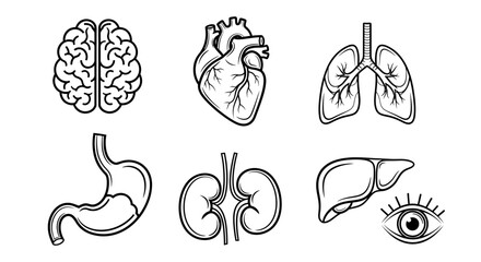 Set of stylized human internal organ icons brain, heart, lungs, stomach, kidneys, liver, and eye for medical and scientific illustration