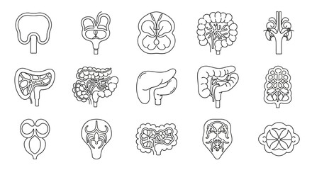 Set of human digestive system line icons. Vector graphic illustrations of internal organs like the small intestine, colon, stomach, and kidneys for medical use