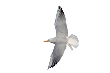 Slender-billed Gull flying isolated on transparent background png file