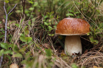 Beautiful porcino mushroom growing in forest, closeup. Space for text