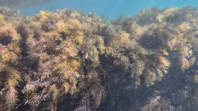 Underwater seaweed ocean, green brown algae swaying on rocky seabed, natural marine ecosystem, clear blue water background
