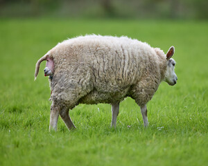 A ewe stands in a vibrant green field, undergoing a challenging lambing process, with a significant prolapse visible from its rear. A moment of vulnerability in nature.