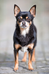 A charming black and tan Chihuahua stands alertly on a paved outdoor surface, looking directly at the camera with expressive eyes. Its small size and classic markings are clearly visible.