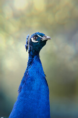 A close-up of a vibrant blue peacock, showcasing its elegant head, neck, and iridescent feathers against a soft, blurred natural background. A beautiful symbol of grace and nature.