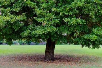 大きな木の下で