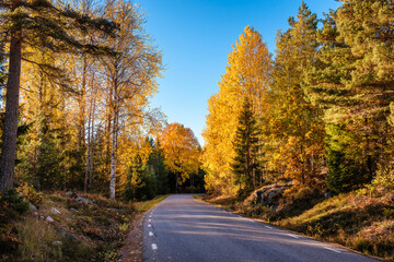 road in autumn