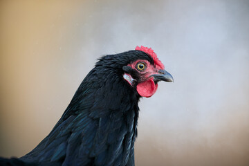 Close-up of a black chicken with striking red comb and wattles, looking right. Its intense eye and dark feathers stand out against a soft, blurred background.