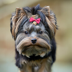 Adorable Yorkshire Terrier dog with a cute pink bow in its hair, looking intently at the camera. This well-groomed companion animal has expressive eyes and distinctive brown and black fur.
