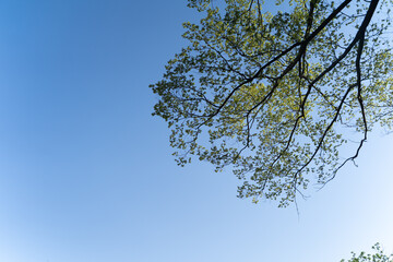 Fresh green branches stretching into blue sky⑤