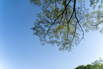 Fresh green branches stretching into blue sky①