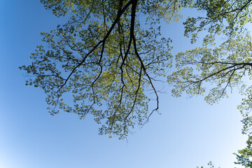 Fresh green branches stretching into blue sky③