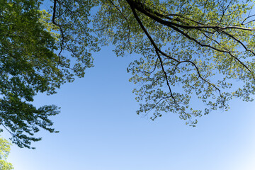 Fresh green branches stretching into blue sky②