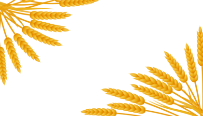 Golden wheat ears in the corners isolated on transparent background, symbolizing abundance and prosperity in agriculture