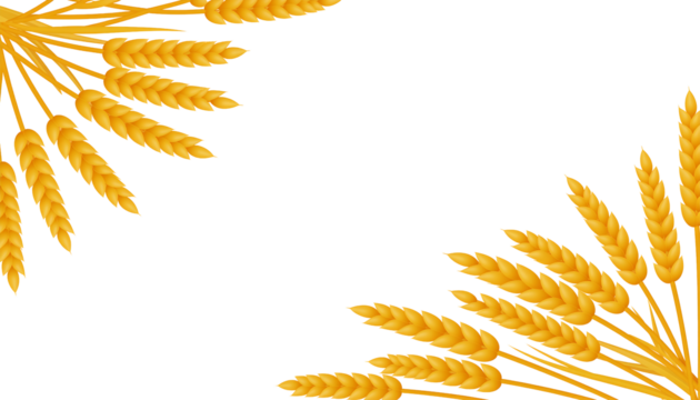 Golden wheat ears in the corners isolated on transparent background, symbolizing abundance and prosperity in agriculture