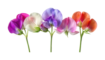 Exquisite display of colorful Sweet Pea flowers, showcasing a spectrum of hues