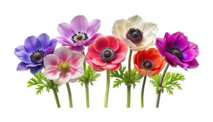A vibrant array of anemone flowers in full bloom on a white background