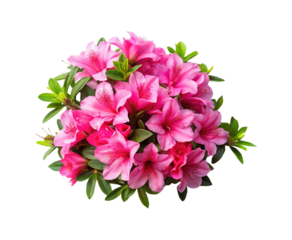 Beautiful blooming pink Azalea rhododendron flower in full bloom with green foliage