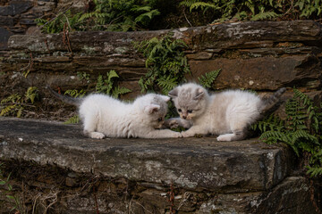 Two adorable baby cats discovering play © EMILIA