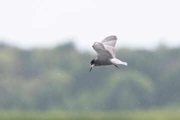 A Whiskered Tern in flight over water, looking for prey.