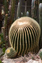 Large prickly cacti close-up