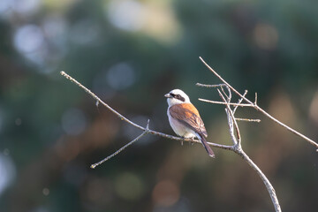 Red-backed shrike sits on a tree branch