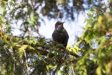 Spotted nutcracker sitting on a tree branch