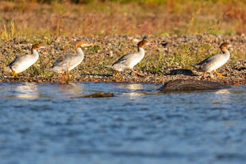 Four Mergus walk along the riverbank